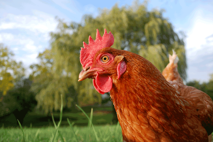 National Poultry Newspaper