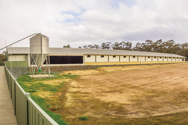 _7176823-Pano specialised breeders