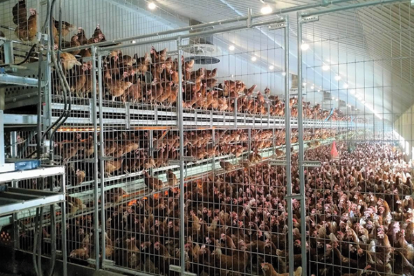 Tecno-AS580-Aviary,-32,000-bird-Free-Range-Layers1 tecno