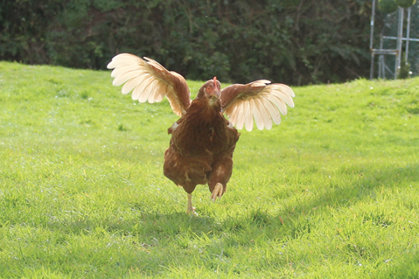 chicken-running