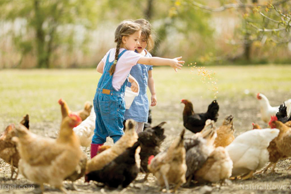 Kids-on-farm