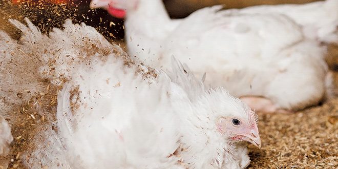 AFS-meat-chicken-dust-bathing