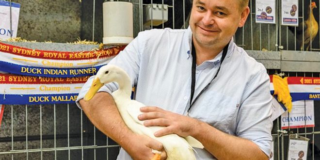 duck2