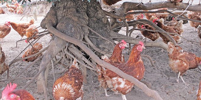 Australian-Eggs—Resilient-Plants