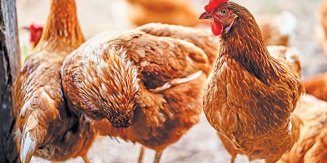 henrique-s-ruzzon-u1vOLCULaik-unsplash