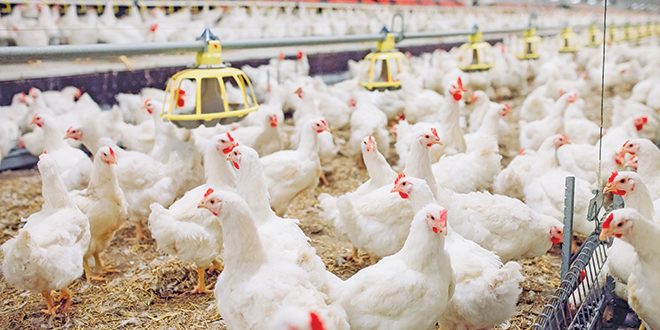 Adobe-Stock-Davit85-660px