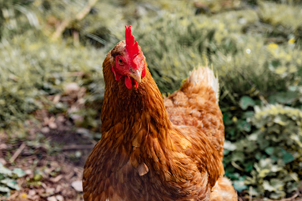 brett-jordan-Q-JeTeifclk-unsplash-660px