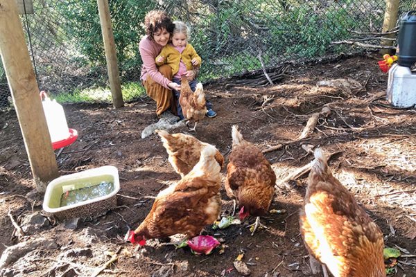 Finya-chickens-Yallingup-220522-660px