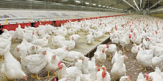 meat-chickens-660px Responsible sourcing