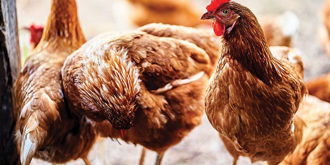 3.-henrique-s-ruzzon-u1vOLCULaik-unsplash-660px poultry