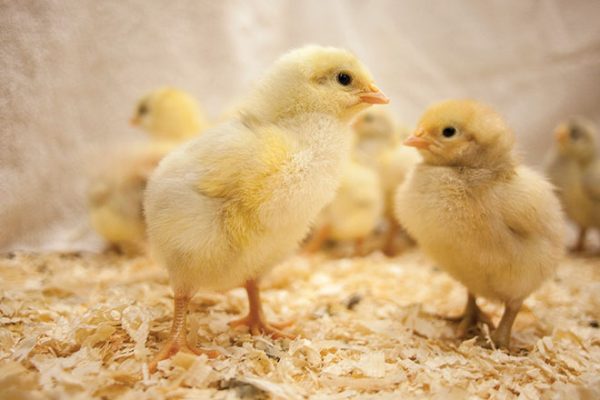 660px-1.-Screenshot-2023-02-22-at-11.26.46-am poultry