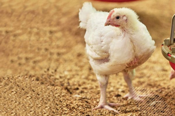 660px-3.-Screenshot-2023-06-21-at-11.23.01-am meat