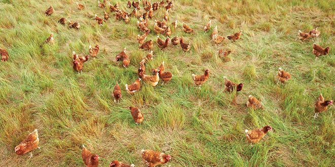 2.-Free-range-paddock diseases