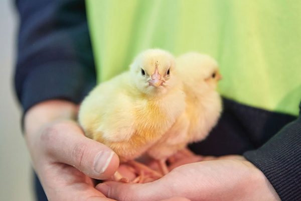 660px-1.-Screenshot-2023-10-03-at-10.54.28-am chicken