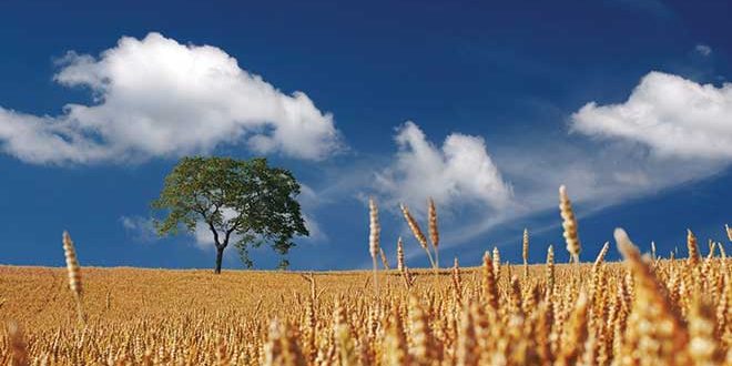 660px-3.-pexels-pixabay-65648 Australian