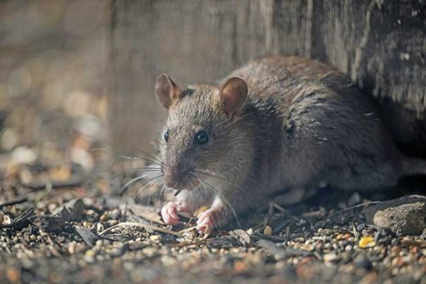 660px-1.-pexels-chris-f-19029029 rodent