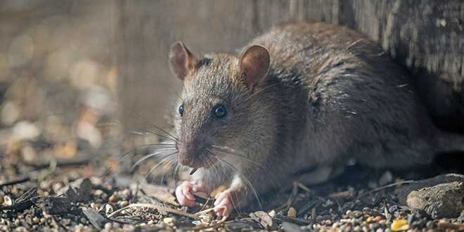 660px-1.-pexels-chris-f-19029029 rodent