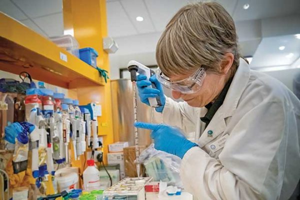 660px-3.-CMD221924Cheryl-Blundell-isolating-wheat-protoplasts-at-a-CSIRO-Black-Mountain-laboratory CSIRO