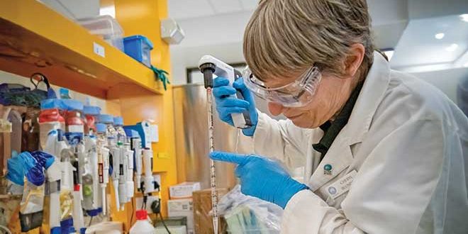 660px-3.-CMD221924Cheryl-Blundell-isolating-wheat-protoplasts-at-a-CSIRO-Black-Mountain-laboratory CSIRO