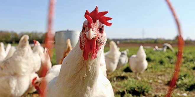 660px-2.-finn-mund-PEzx3drPCrY-unsplash salmonella