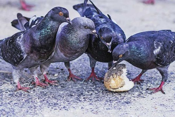 660px-1.city—pigeons.-credit-viktor-keri-unsplash bacteria