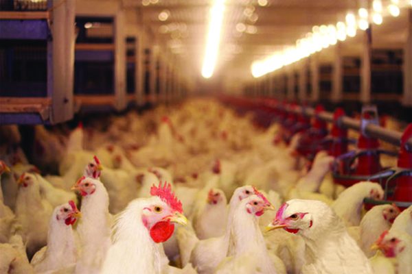 *chicken virus 1