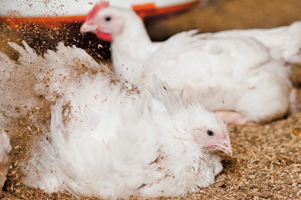 AFS-meat-chicken-dust-bathing