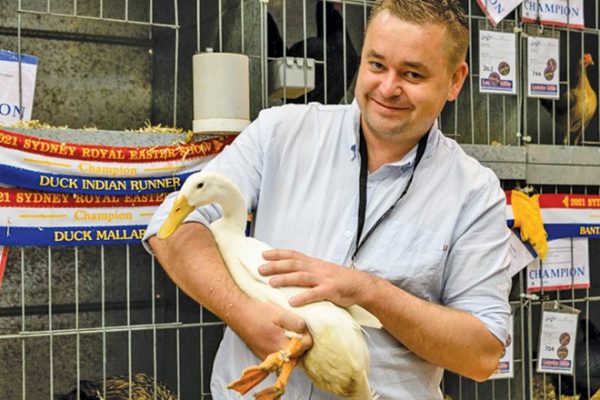 duck2
