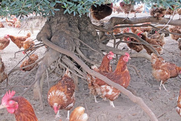 Australian-Eggs—Resilient-Plants