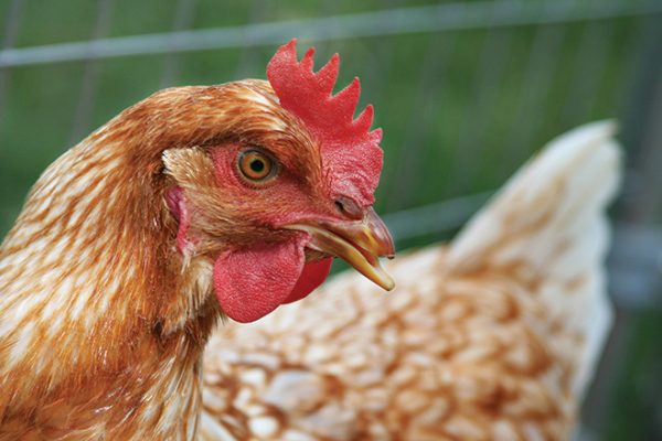 1.-Debeaked-brown-chicken-660px