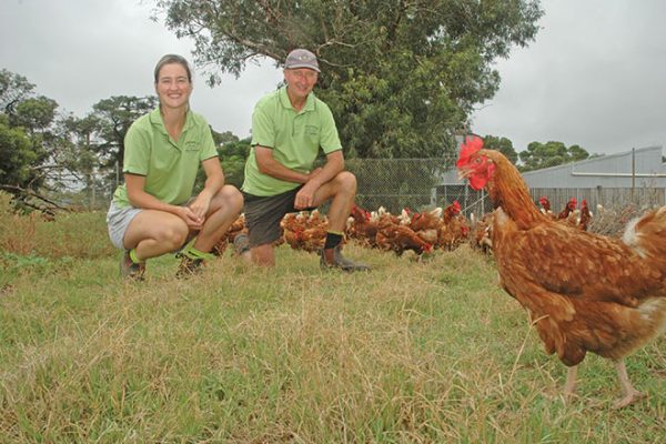 3.-Green-pick-for-brown-hens_Pic-by-Brendon-Cant-0080-660px chicks