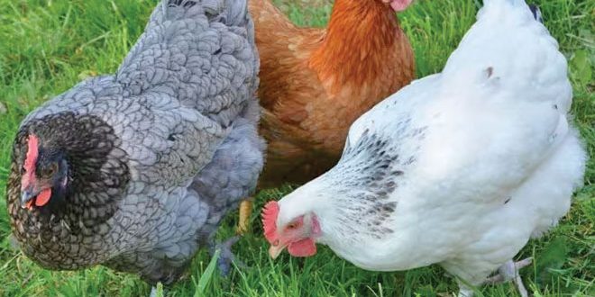 660px-1.-Screenshot-2023-01-24-at-12.07.33-pm layer