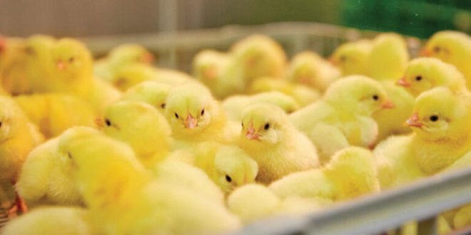 660px-1.-Screenshot-2023-02-22-at-9.10.55-am AgriFutures