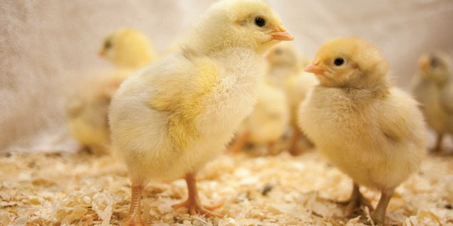 660px-1.-Screenshot-2023-02-22-at-11.26.46-am poultry