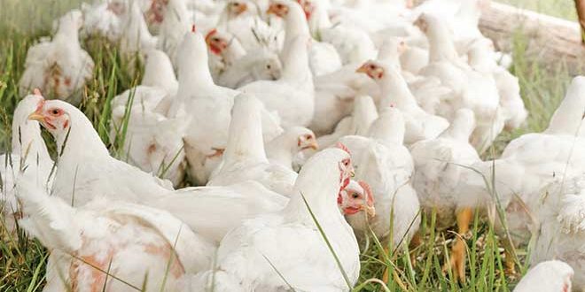 660px-2.-zoe-schaeffer-gHAAa9U4a0k-unsplash vaccines