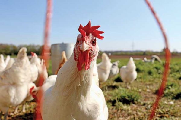 660px-2.-finn-mund-PEzx3drPCrY-unsplash salmonella