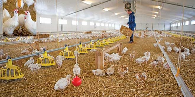 660px-1.-13441-051 chickens